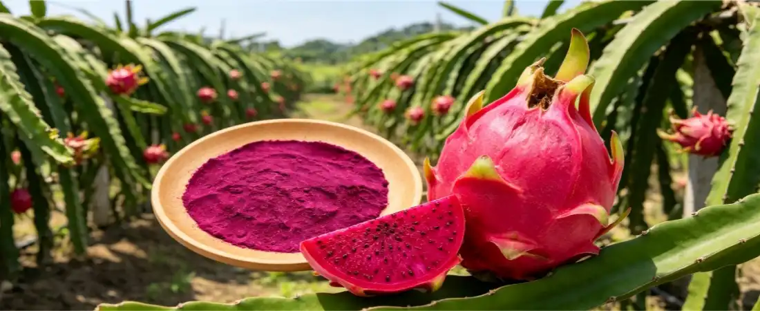 dragon fruit freeze dried powder dragon fruit freeze dried powder