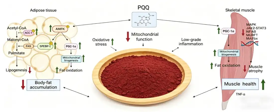 function for pqq powder function for pqq powder